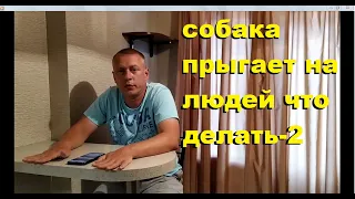 Собака прыгает на людей-2 (обсуждаем комментарии)