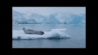 EAT or BE EATEN in ANTARCTICA