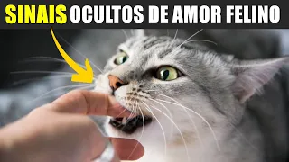 12 Sinais Secretos Que O Seu Gato Te Ama Mas Você Não Sabe!