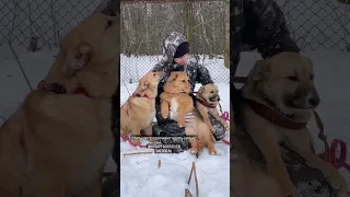 Приют для собак "Домашний": "Выбери меня"! Щеночки  ждут свою семью 🧡