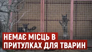 У притулках не вистачає місць. Дніпрян закликають забирати покинутих котів та собак