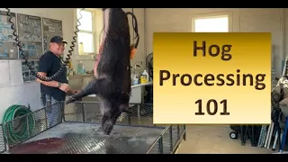 HUNTING JOURNAL – Hog Hunt at Perez Oso Ranch - Hog Processing 101