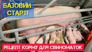 Рецепт комбікорму для свиноматок. Корм для свиноматок під час лактації.