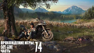 Прохождение Days Gone |74| |2k| |HDR| |Без комментариев|