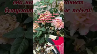 Не обрезайте сразу розы!!! Дайте ей время на рост мощного куста. #розыицветыиринанаумова #розывсаду