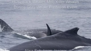 Killer Whales Prey On Gray Whale Calf, Humpbacks Interfere; Monterey Bay CA