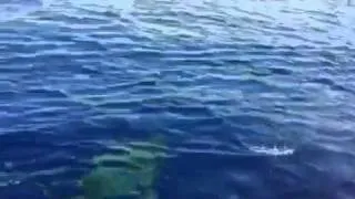 Large pelagic white tip shark