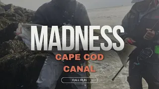 ABSOLUTE MADNESS Cape Cod Canal Fishing