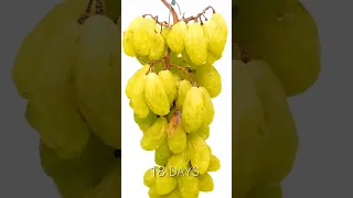Grapes timplaps||@timelaps369