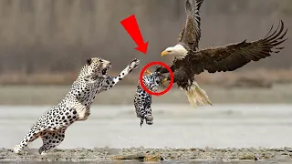 30 Moments Eagle Attacked Cub Before Mother Leopard Arrived, What Happens Next? | Animal Fights