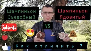 Как отличить ядовитый шампиньон от съедобного