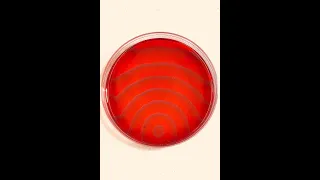 Oscillating chemical reactions are crazy 🧪 #shorts #chemicalreaction #science