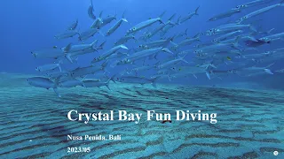 Crystal Bay Fun Dive, Nusa Penida, Bali. 2023/05