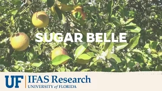 UF/IFAS Research | Sugar Belle