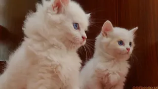 Funny kittens | Playful pets #catlover #kittens #youtube #catsworld