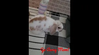 Angry Bunny