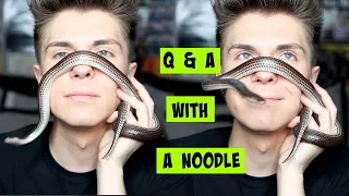 Q&A w/ My HOLO Snake (noodle) | WHATS MY FAVORITE PET