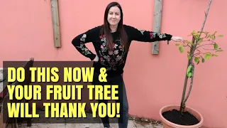 How To Tansplant A Container Grown Apple Tree