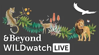 WILDwatch Live | 19 September, 2021 | Morning Safari | South Africa