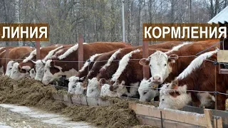 Линия кормления для мясных коров. Семейная ферма КФХ Герефорд