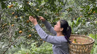 The Secret to Harvesting Perfect Oranges | licizy