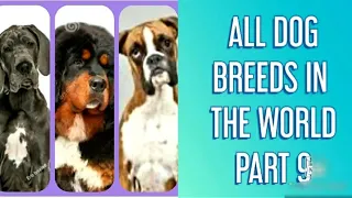 ALL DOG BREEDS IN WORLD PART 9