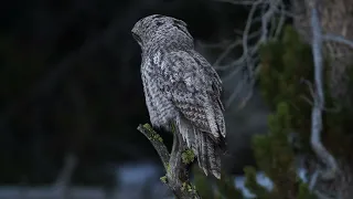 Great Gray Owl in Yellowstone