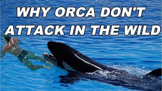 Why dont Orcas Attack Humans In The Wild?