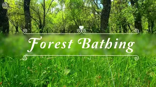 🌳🌞Begin Your Day with the POSITIVE ENERGY of Healing Spring Sounds🌳Fresh Morning FOREST BATHING#2