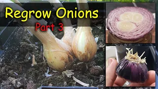 Regrow Onions From Another Onion - Need Proof? Vlog Part 3 of 5