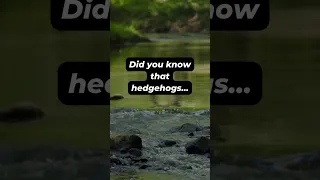 Did you know that hedgehogs....?