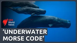 Scientists are starting to decode what sperm whales are saying | SBS News