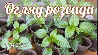 Огляд розсади перцю, баклажанів, помідорів, цибулі та тютюну на 18 квітня 2024.