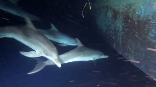Dolphins Echolocating at Night