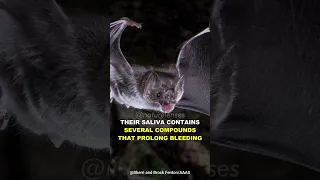 Vampire Bat | The Blood Sucking Bat