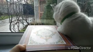 РЕАКЦИЯ КОТА НА КОРАН! 🕋😻 СУБХАНАЛЛАХ! 👍 СМОТРЕТЬ ВСЕМ