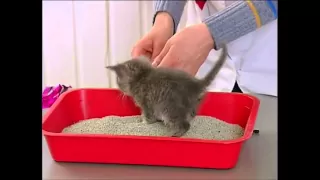 Приучение котенка к лотку