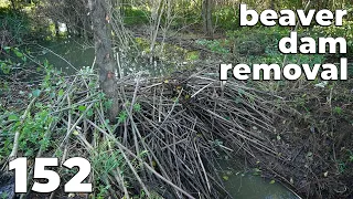 An Endless Amount Of Branches And Sticks - Manual Beaver Dam Removal No.152