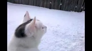 Cat Jumps into Snowbank