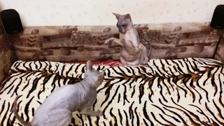 Кошачьи бои / Драка сфинксов / Sphynx cats fights / 1