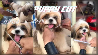 Beautiful haircuts Shih Tzu - Grooming Princess type Shih tzu!