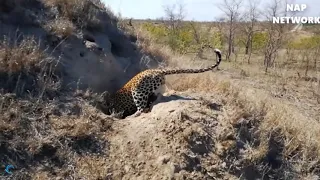 Big Cat Powerful Become Prey Of The Giant Anaconda   Wild Animal Attacks iLDtdo4weKw f398