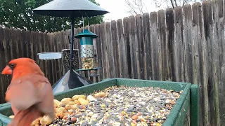 #carl the #cardinal checking todays #lunchbox #birds #feeder #camera