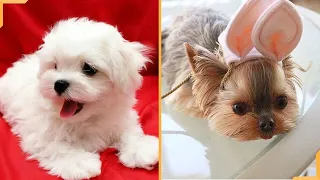 Cute Maltese Dog Videos| Cute Maltese Puppies