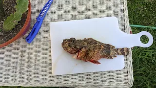 Stonefish Catch Clean And Cook!(MOST VENOMOUS FISH IN THE WORLD)