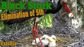 Stork kills its own baby - /Estonia, Észtország - Jõgeva County/ - 2022.06.03 @TamasBirds