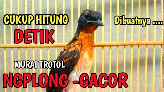 Pancingan murai trotol agar GACOR| Sangat cocok untuk terapi murai batu trotol belajar BUNYI NGPLONG