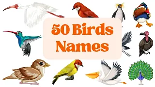 Birds Names for kids/birds vocabulary/50 birds names