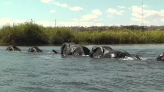 Family of Elephants Swim Across The Chobe River, Botswana, Africa