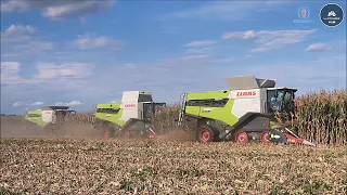 3 Claas Lexion TT + Dominoni - Gavazzoni S.R.L. - Trebbiatura mais XXL 2022